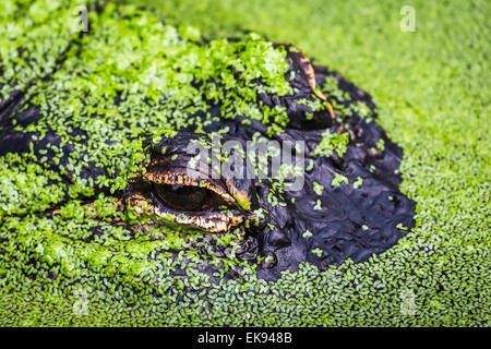 Cadre d'une culture étroitement alligator flottant dans les algues. Banque D'Images