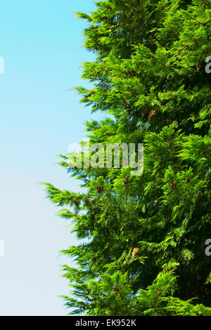 Leaf contre le ciel bleu Banque D'Images