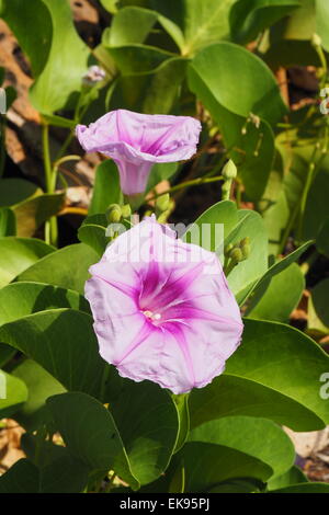 Beach morning glory un réducteur de fleurs sauvages indigènes de l'Australie. Banque D'Images