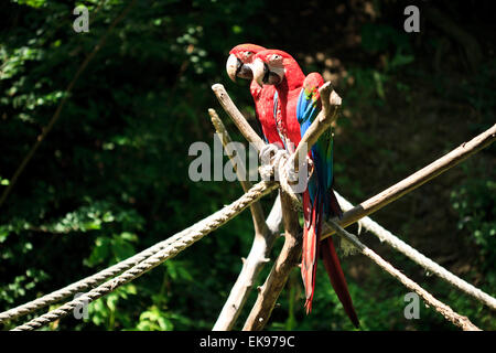 ¿Macawï ½Sitting sur une branche Banque D'Images