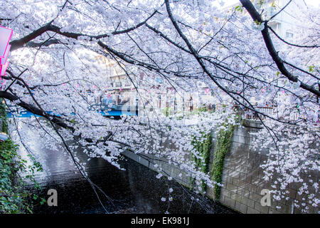 Fleur de cerisier,rivière Meguro Tokyo,Japon,,Meguro-Ku Banque D'Images