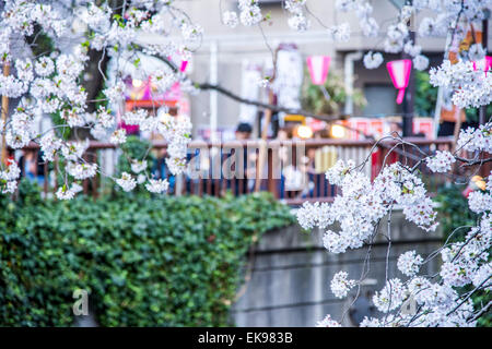 Fleur de cerisier,rivière Meguro Tokyo,Japon,,Meguro-Ku Banque D'Images