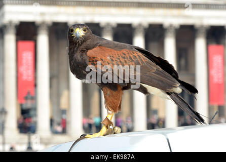 Londres, Royaume-Uni. 8 avril 2015. A Harris's Hawk, (Parabuteo unicinctus) utilisé pour contrôler les pigeons de Trafalgar Square, est montré au public par le maître Wayne Parsons Credit: PjrNews/Alamy Live News Banque D'Images