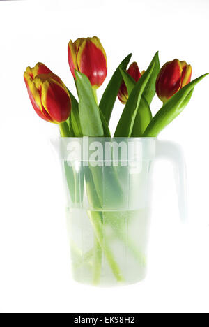 Tulipes dans un jar isolated on white Banque D'Images