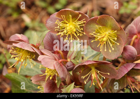 Variante Helleborus Silver Dollar en mars fleur England UK Banque D'Images