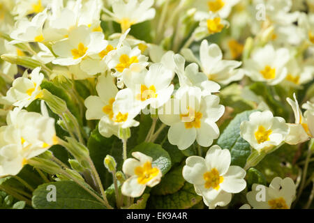 Primevères sauvages jaunes, Primula vulgaris, dans le soleil Banque D'Images