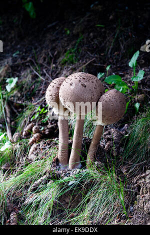 Champignons dans une forêt verte Banque D'Images