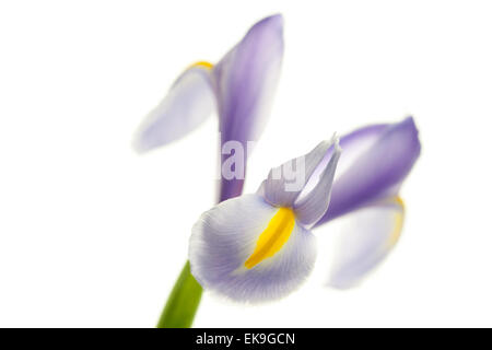 Iris isolated on white Banque D'Images