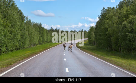 Deux deer run sur la route dans le nord de la Finlande à l'été Banque D'Images