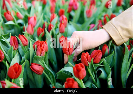 La main de femme prise d'une tulipe rouge à partir d'un champ de tulipes dans une serre Banque D'Images