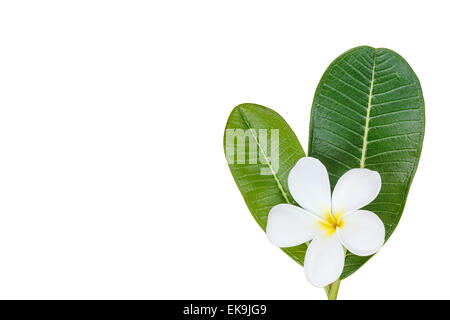Close up fleur de frangipanier blanc isolé sur fond blanc Banque D'Images
