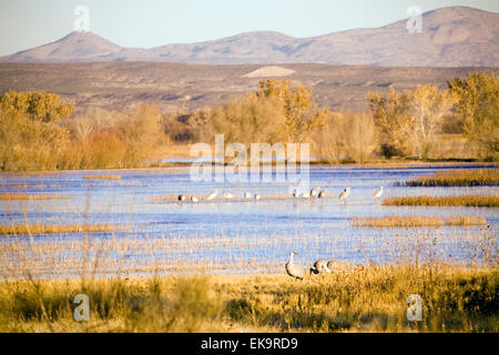 La grue à Bosque del Apache National Wildlife Refuge près de Socorro, Nouveau Mexique, USA Banque D'Images