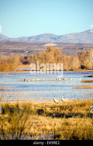 La grue à Bosque del Apache National Wildlife Refuge près de Socorro, Nouveau Mexique, USA Banque D'Images