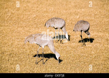 La grue à Bosque del Apache National Wildlife Refuge près de Socorro, Nouveau Mexique, USA Banque D'Images