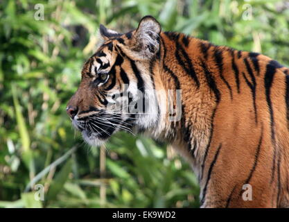 Femme Tigre de Sumatra (Panthera tigris sumatrae) dans portrait de profil Banque D'Images