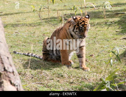 Le tigre solitaire roquet (Panthera tigris sumatrae) Banque D'Images