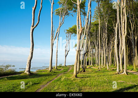 La forêt côtière de la mer Baltique en Allemagne Banque D'Images