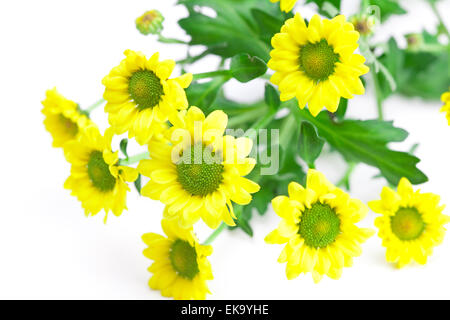 Marguerites jaunes isolated on white Banque D'Images