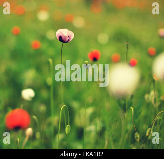Prairie avec de belles fleurs de pavot rouge au printemps en Crimée Banque D'Images