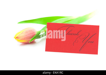 Tulipes colorées et une carte signée merci isolated on white Banque D'Images