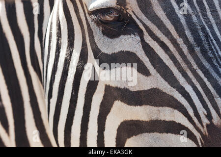 Zèbre dans une cage ouverte au zoo Banque D'Images