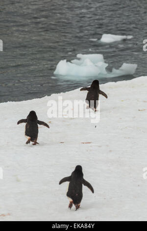 Trois manchots (Pygoscelis adeliae), l'Antarctique, îles Yalour Banque D'Images