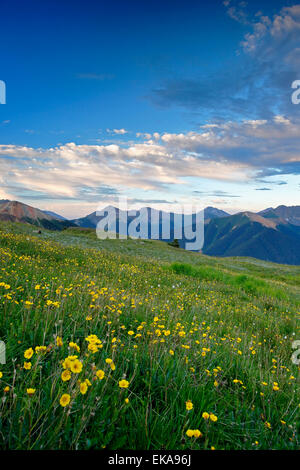 Vue des montagnes et de fleurs sauvages aux États-Unis, au-dessus du bassin des montagnes San Juan, près de Silverton, Colorado USA Banque D'Images