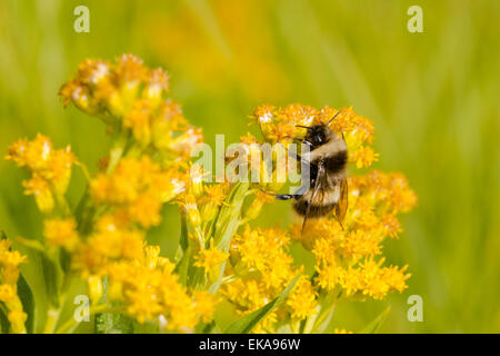 Le nord de l'or, bourdon Bombus fervidus, nectar sur Verge d'or du Canada, Solidago canadensis, Wagner Bog Natural Area Banque D'Images