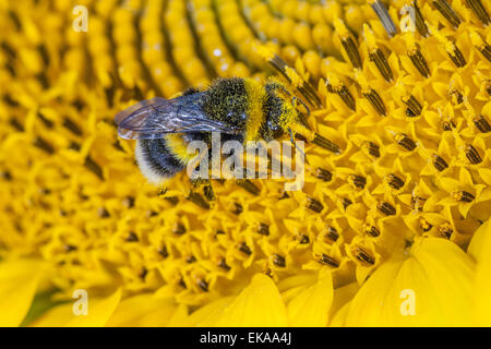 Bumblebee couvert de pollen sur une fleur sauvage Banque D'Images