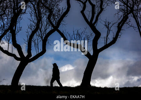 L'homme silhouette dans le verger arbres sans feuilles Banque D'Images