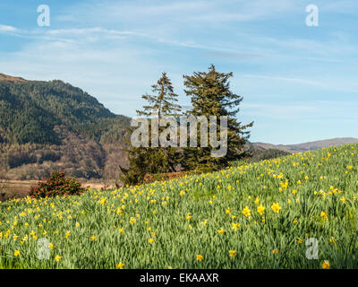 Paysage gallois, représentant de la jonquille de printemps en fleurs à Penmaenpool. Banque D'Images