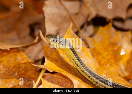 Eastern, Thamnophis sirtalis, à l'automne des feuilles mortes, de conservation Little Cataraqui, Ontario Banque D'Images