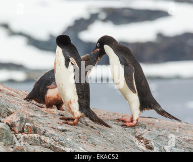 Manchot Adélie parent (Pygoscelis adeliae) chick, l'alimentation, de l'Antarctique îles Yalour Banque D'Images