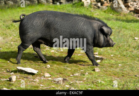 Les porcs ibériques noirs sur un pré. L'Estrémadure Espagne Banque D'Images