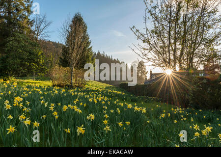 Paysage gallois, représentant de la jonquille de printemps en fleurs dans un joli décor boisé près de Penmaenuchaf country house. Banque D'Images