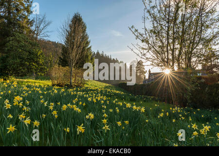 Paysage gallois, représentant de la jonquille de printemps en fleurs dans un joli décor boisé près de Penmaenuchaf country house. Banque D'Images