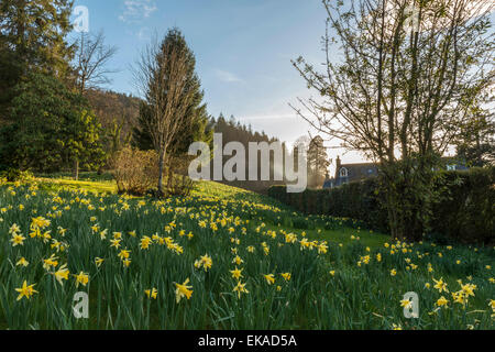 Paysage gallois, représentant de la jonquille de printemps en fleurs dans un joli décor boisé. Banque D'Images