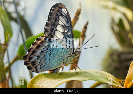 Parthenos sylvia lilacinus - Blue Clipper - nymphalid papillon d'Asie du sud-est Banque D'Images