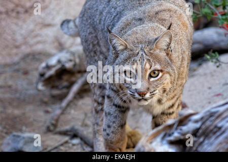 Lynx roux Lynx rufus - curieux Banque D'Images