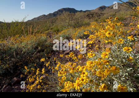 Brittlebush fleurit au printemps (Encelia farinosa) - Saguaro National Park, AZ Banque D'Images