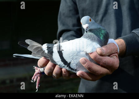 Un homme tenant son pigeon. Photo : Scott Bairstow/Alamy Banque D'Images