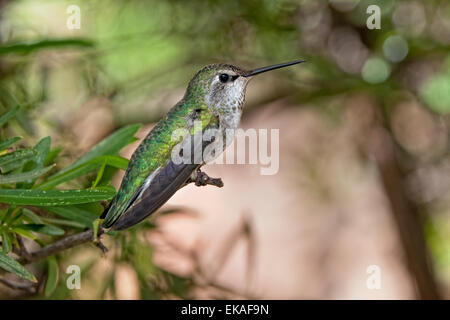 Costa's Hummingbird - Calypte costae (femelle) Banque D'Images