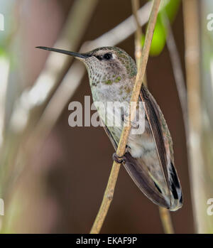 Costa's Hummingbird - Calypte costae (femelle) Banque D'Images