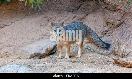 Le renard gris (Urocyon cinereoargenteus) - - Arizona Banque D'Images
