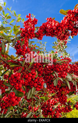 Pyracantha (baies) est une espèce de conifère épineux de buissons de la famille des Rosacées, avec noms communs multi ou pyracant Banque D'Images