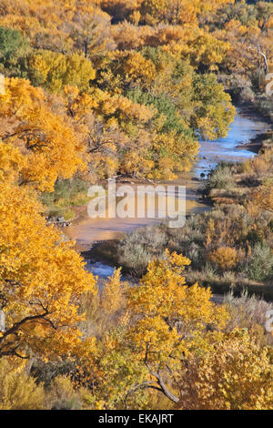 Des peupliers en automne couleur ligne les rives de la rivière Chama en octobre près du village de Abiquiu dans le nord du Nouveau Mexique. Banque D'Images