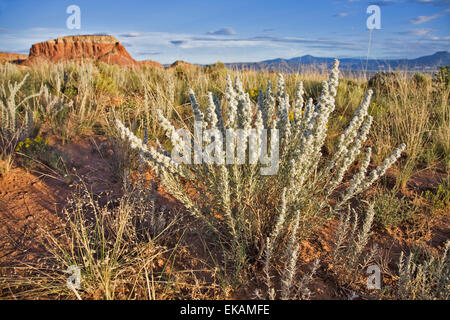 Les falaises de grès rouge de Mesa Cuisine à Ghost ranch près de Abiquiu, Nouveau Mexique, créer un paysage spectaculaire. Banque D'Images