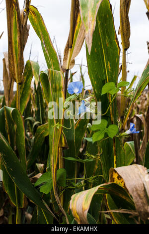 Le long du Mississippi, au sud de New Madrid Comté Banque D'Images