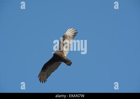 Planeur urubu au printemps, le plumage Cathartes aura, contre un ciel bleu dans l'Ontario. Banque D'Images