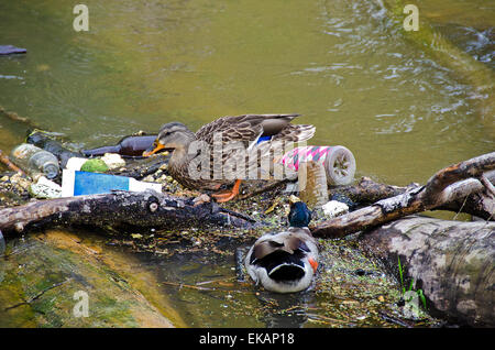 Paire de Canards colverts dans les ordures. Banque D'Images